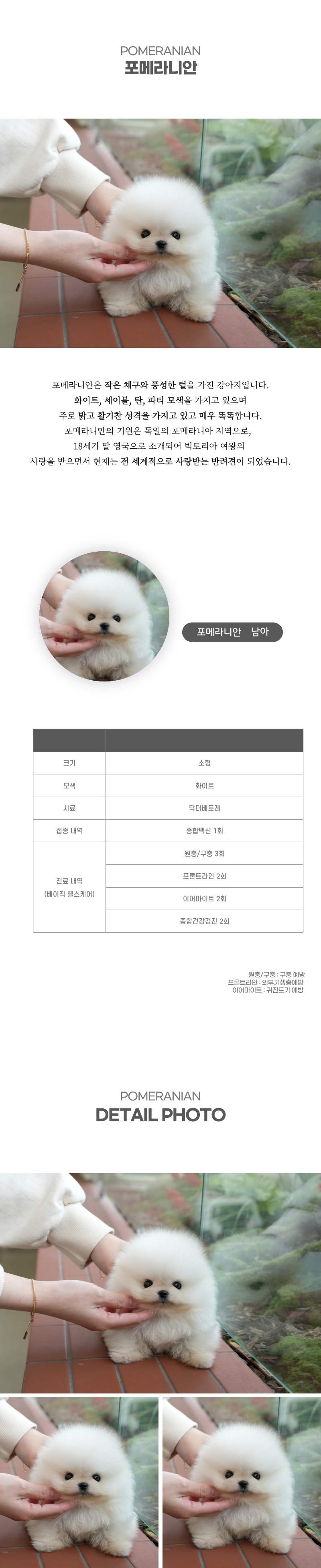 포메라니안_상세이미지_2